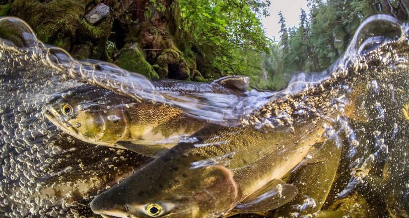 close up of salmon in a stream with lush forest behind